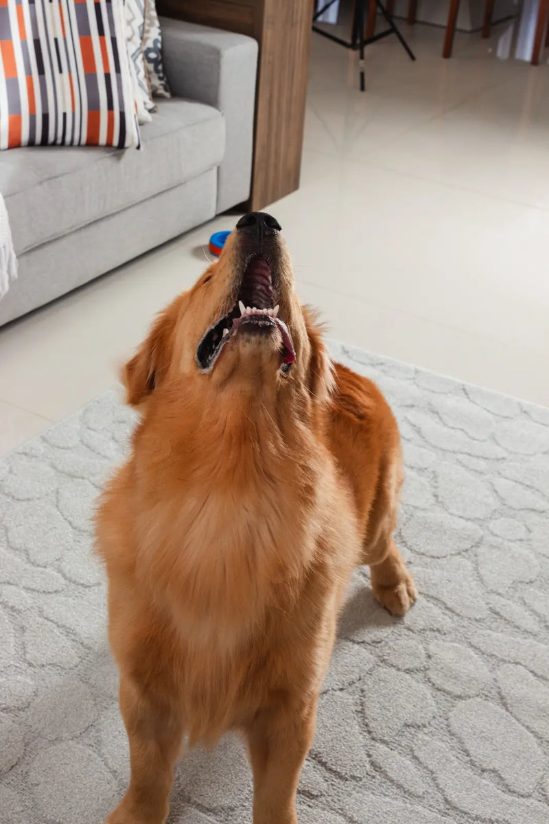 Tapete Tramato > Pietro Gelo